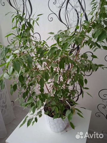 Диффенбахия