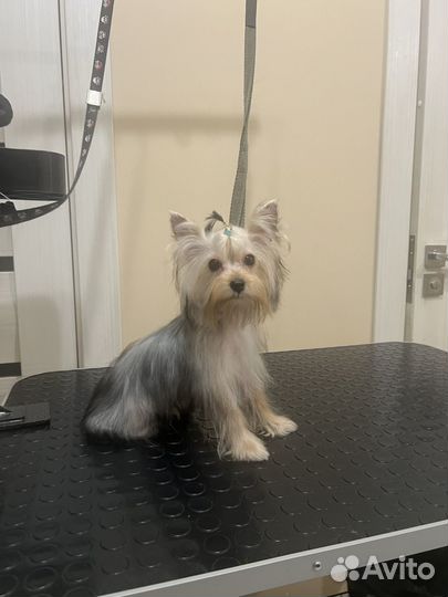 Йоркширский терьер мини щенки