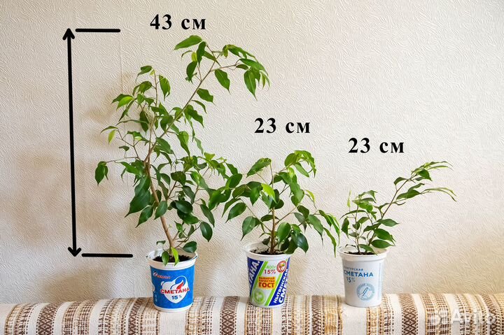 Фикусы Бенджамина