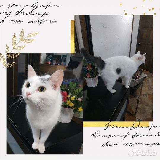 Кастрированный котик в ответственные руки