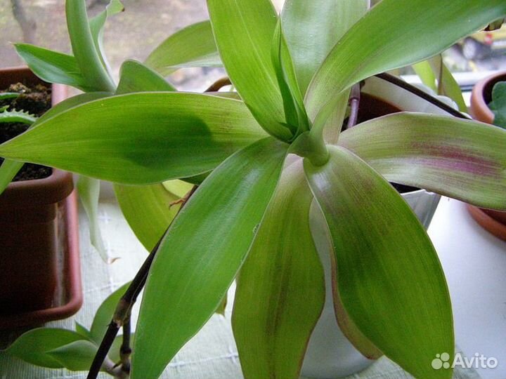 Каланхоэ, золотой ус, индийский лук, живое дерево