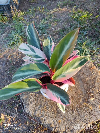 Строманта триколор