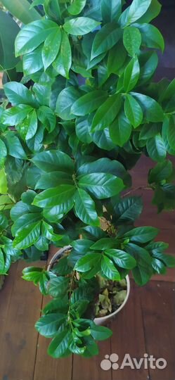 Тропические комнатные растения