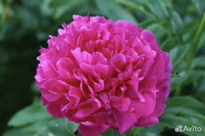 Пионы саженцы