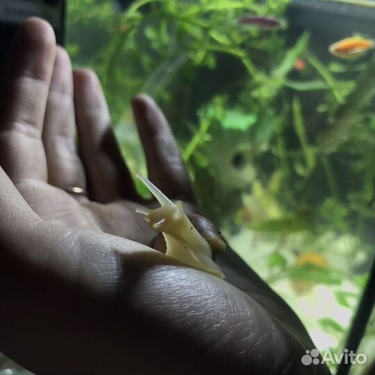 Улитки ахатины