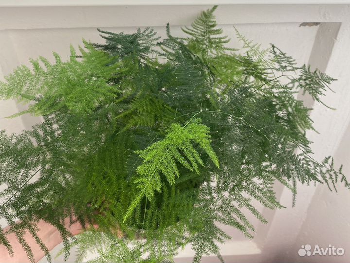 Папоротник аспарагус перистый диффенбахия