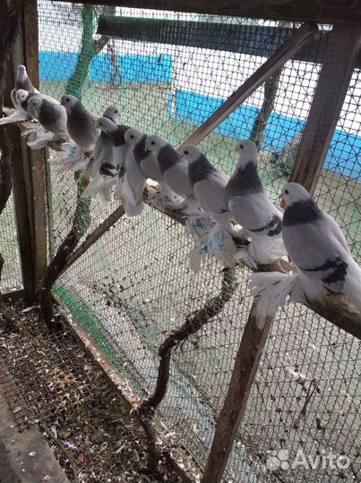 Продам голубей