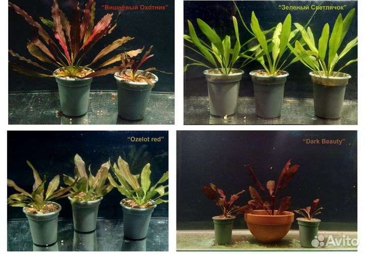 Лучшая коллекция эхинодорусов Екатеринбурга