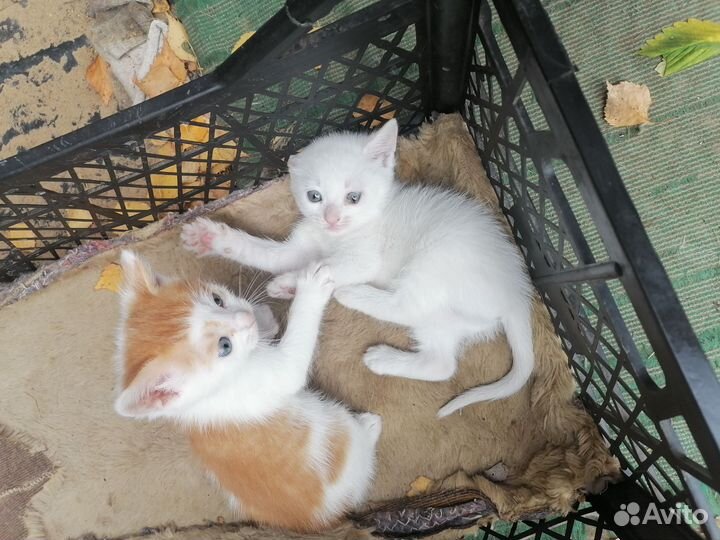 Котята в добрые руки