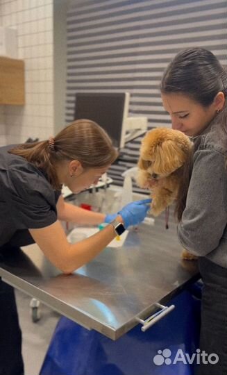 Ветеринарный врач.Онлайн консультация