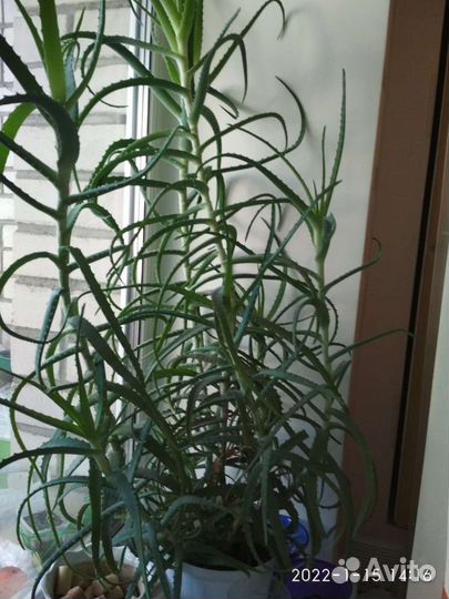 Алоэ (столетник)