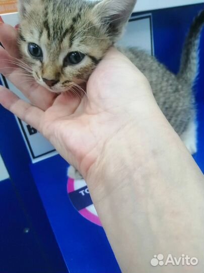 Котенок даром