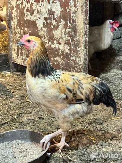 Молодые петушки