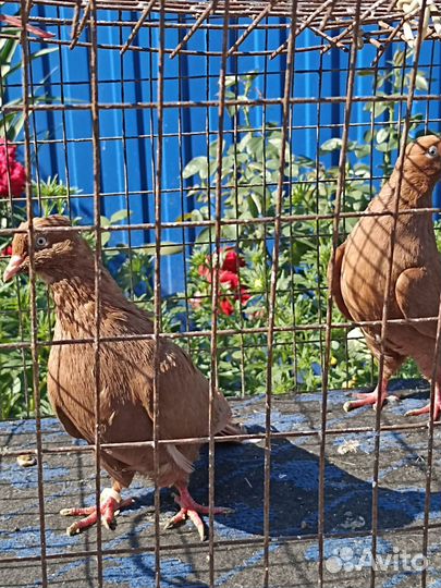 Продажа бакинских голубей