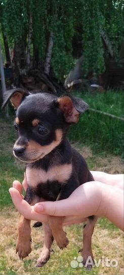 Щенок- девочка Той-терьер