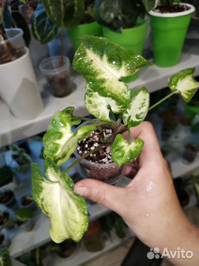 Сингониумы сортовые