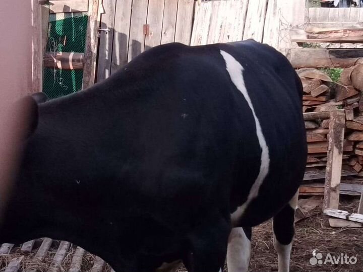 Быки на мясо