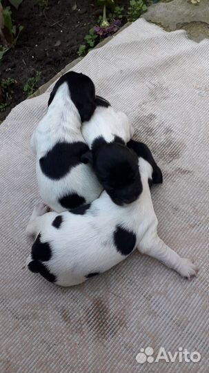 Щенки русского спаниеля