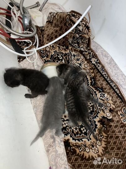 Котята в добрые руки