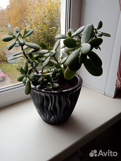 Комнатные цветы