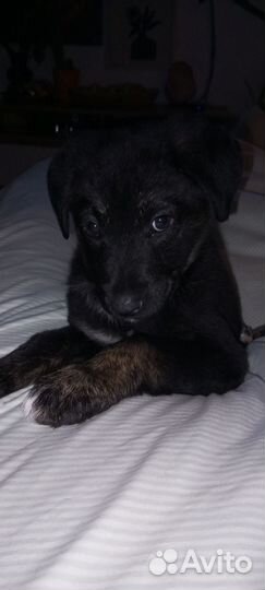 Щенок в добрые руки мальчик