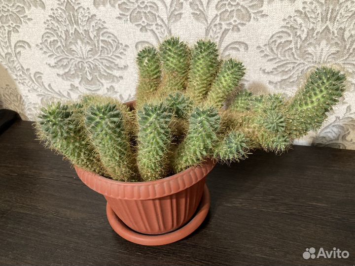 Кактус