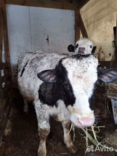 Бычок сементал