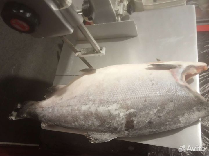 Рыба под заказ