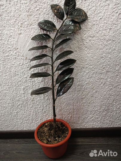 Комнатные цветы