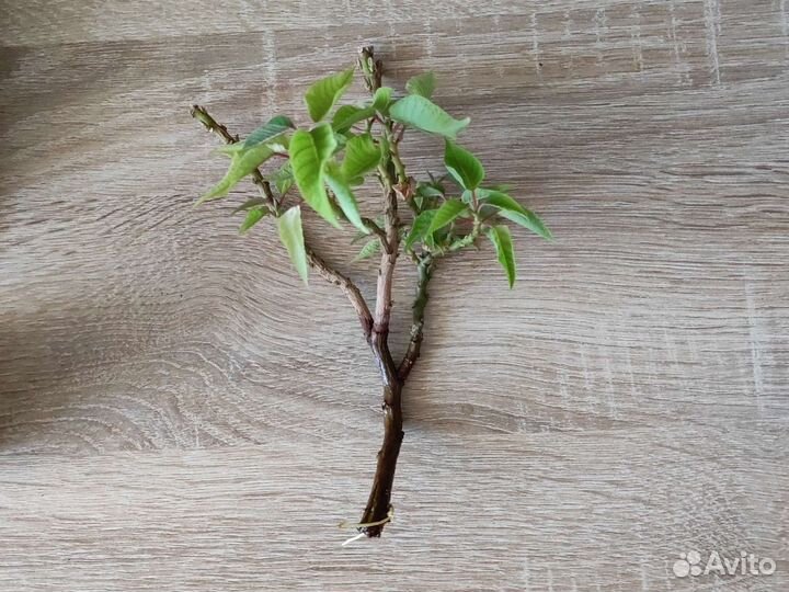 Черенок пуансеттии