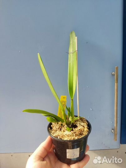 Орхидея. Каттлея Cattleya Leda