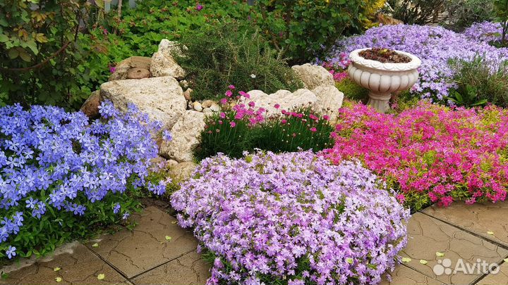 Вероника,голубая ромашка,флокс шиловидный, гейхера