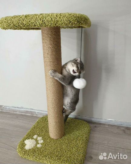 Когтеточка 