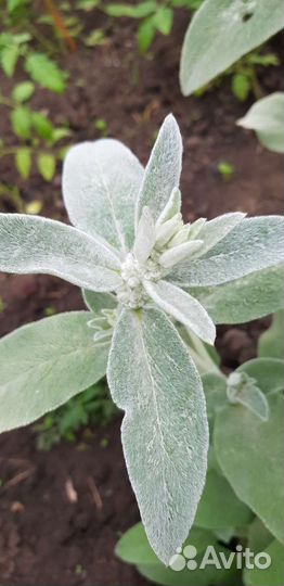 Чистец шерстистый заячьи ушки