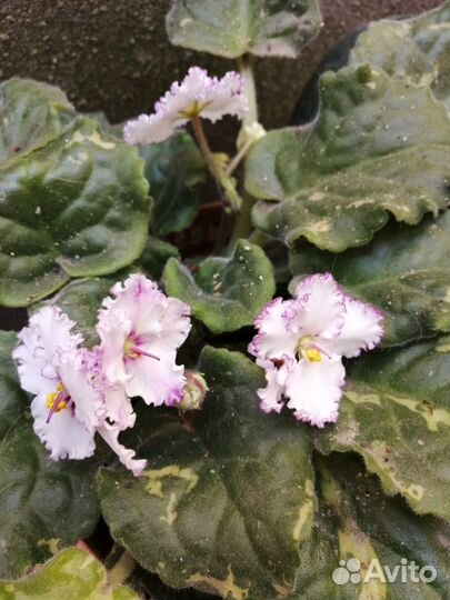 Фиалка в горшках