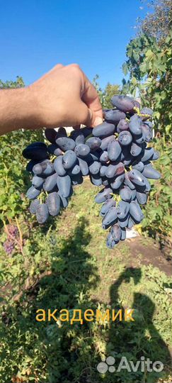 Виноград