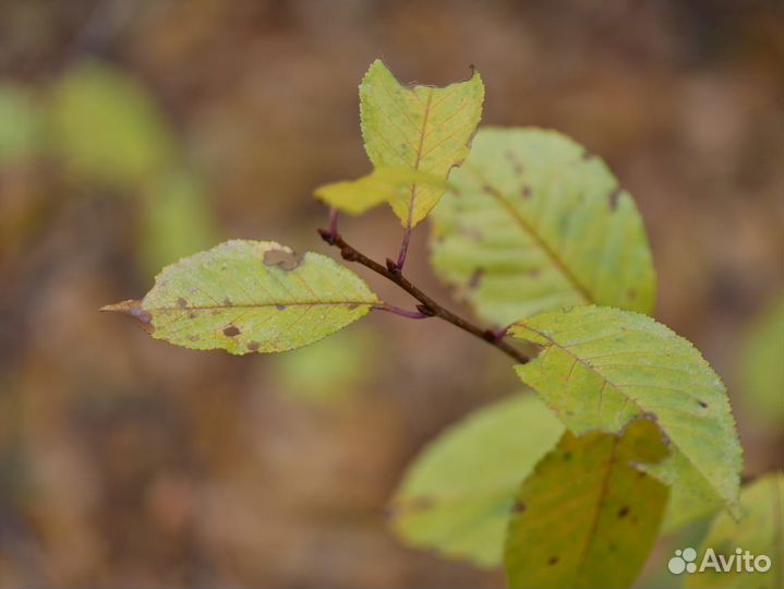 Panasonic lumix leica 45mn 2.8 macro