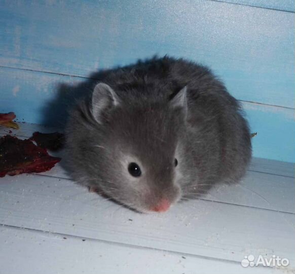 Элитные сирийские хомяки