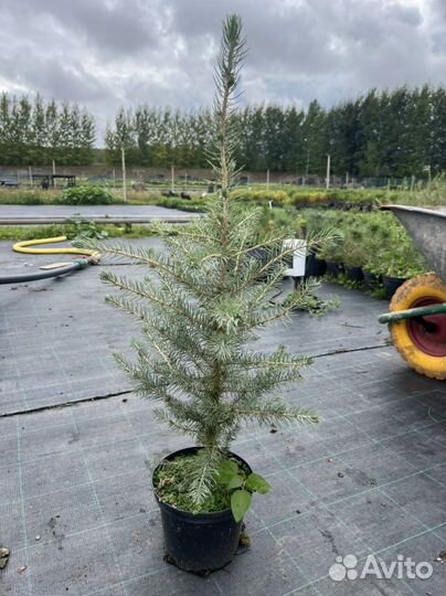 Голубая Ель сеянцы Горная Сосна Мугус зкс и окс