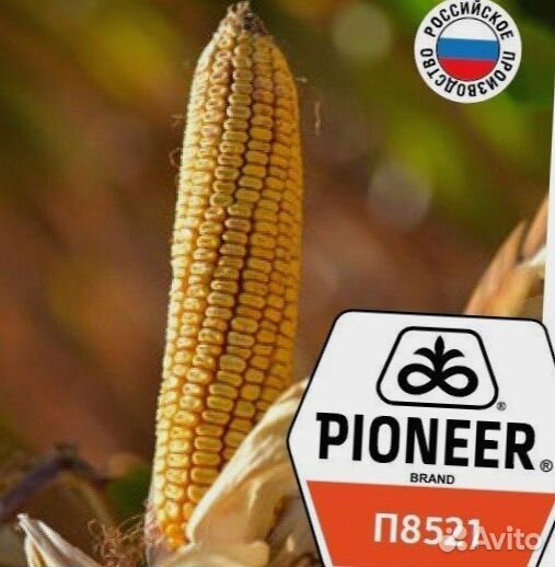 Гибриды кукурузы Пионер П7515