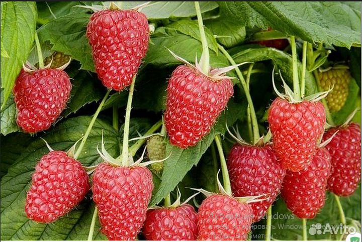 Саженцы малины с закрытой корневой системой