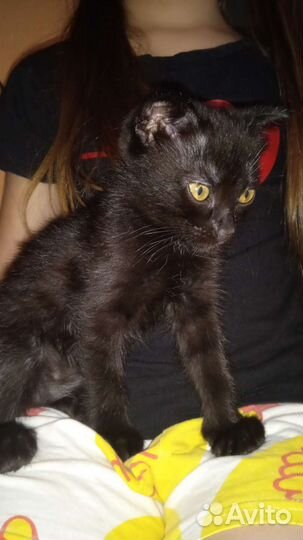 Котята в добрые руки бесплатно