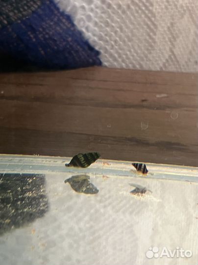 Улитка хелена