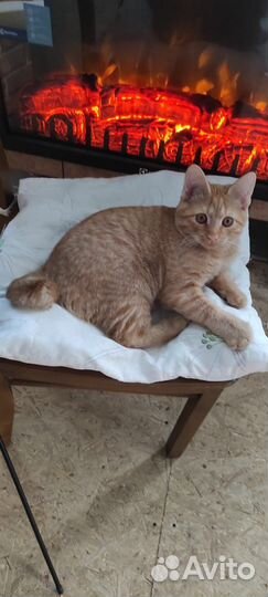 Кот курильский бобтейл