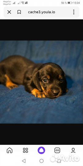 Щенок таксы