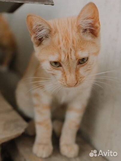 Котик в добрые руки