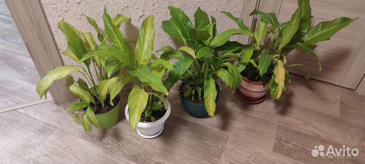 Спатифиллум