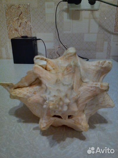 Большая морская раковина 25*20см