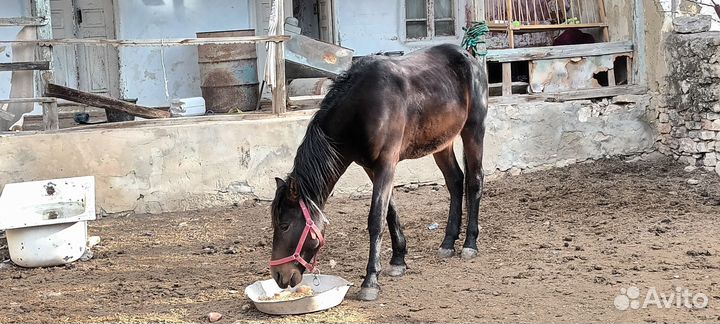 Продажа лошадь жеребец