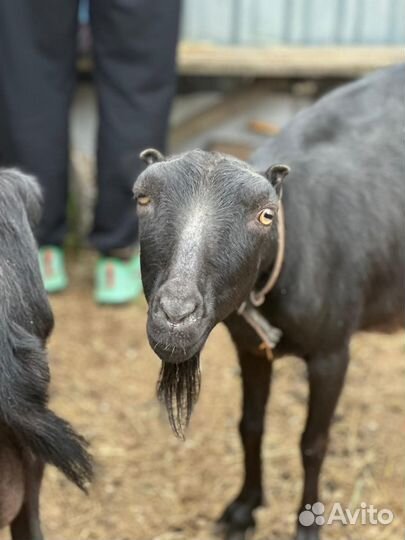 Козы ламанча